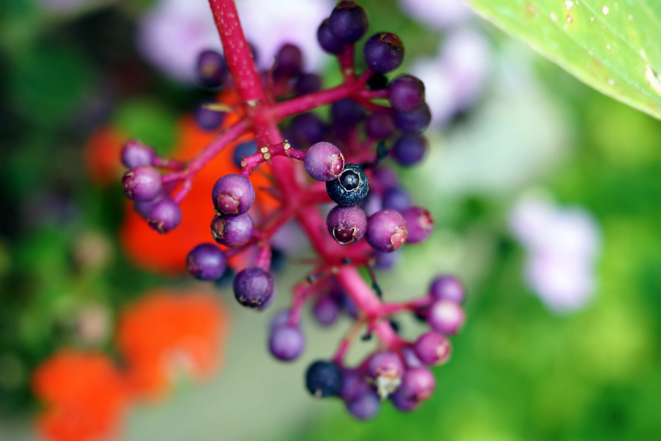 Cover Photo Acai Berry Skin Benefits