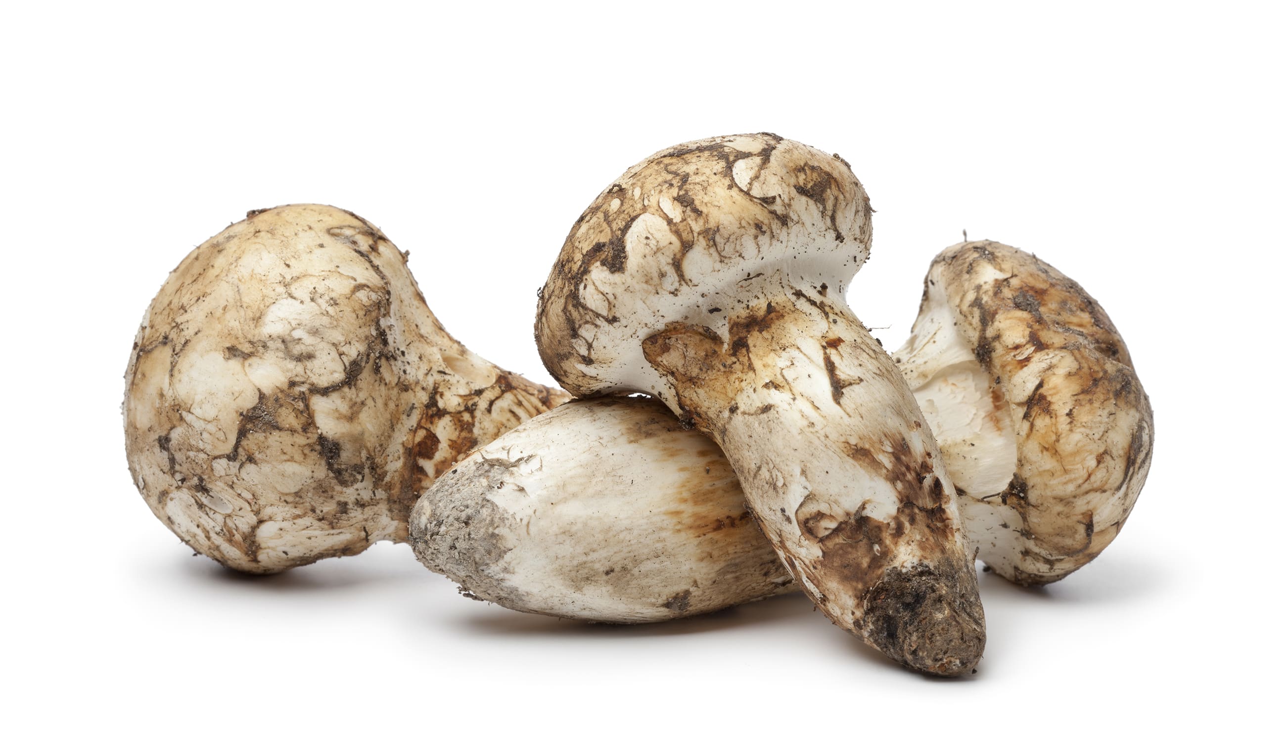 Matsutake mushroom